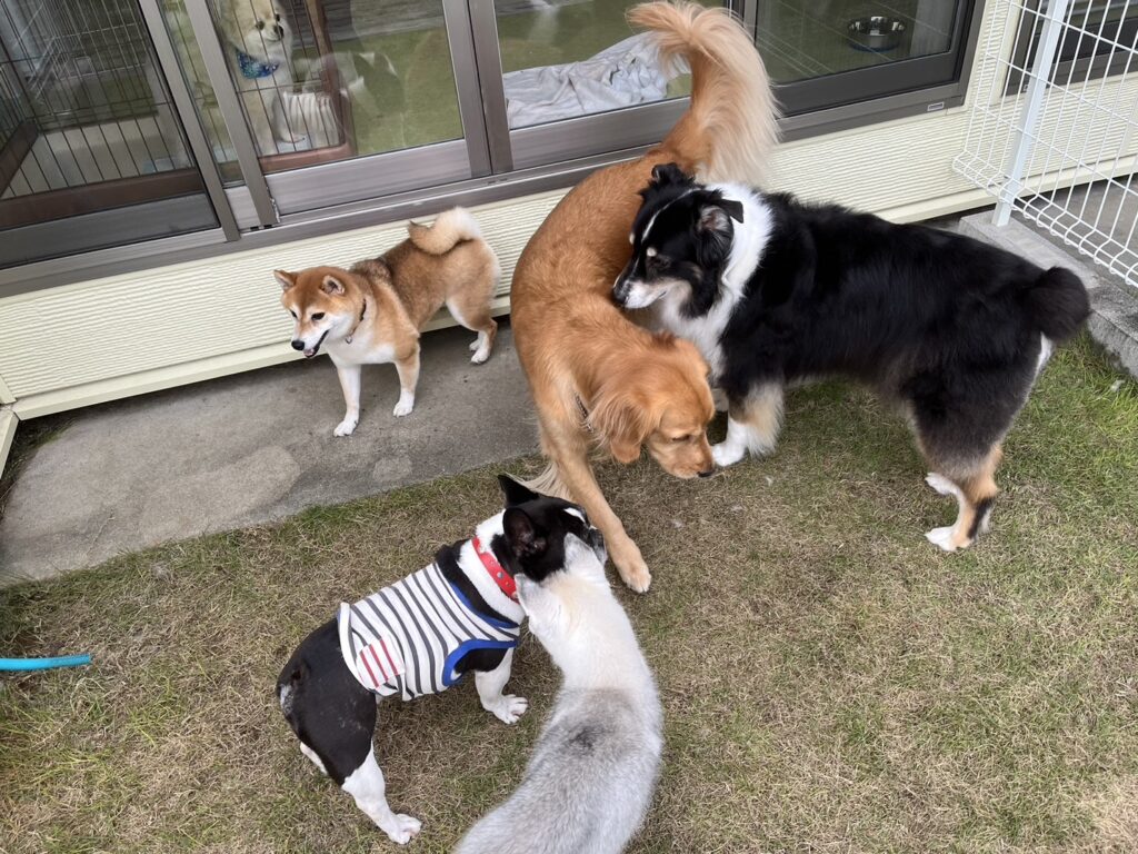 オレオちゃん