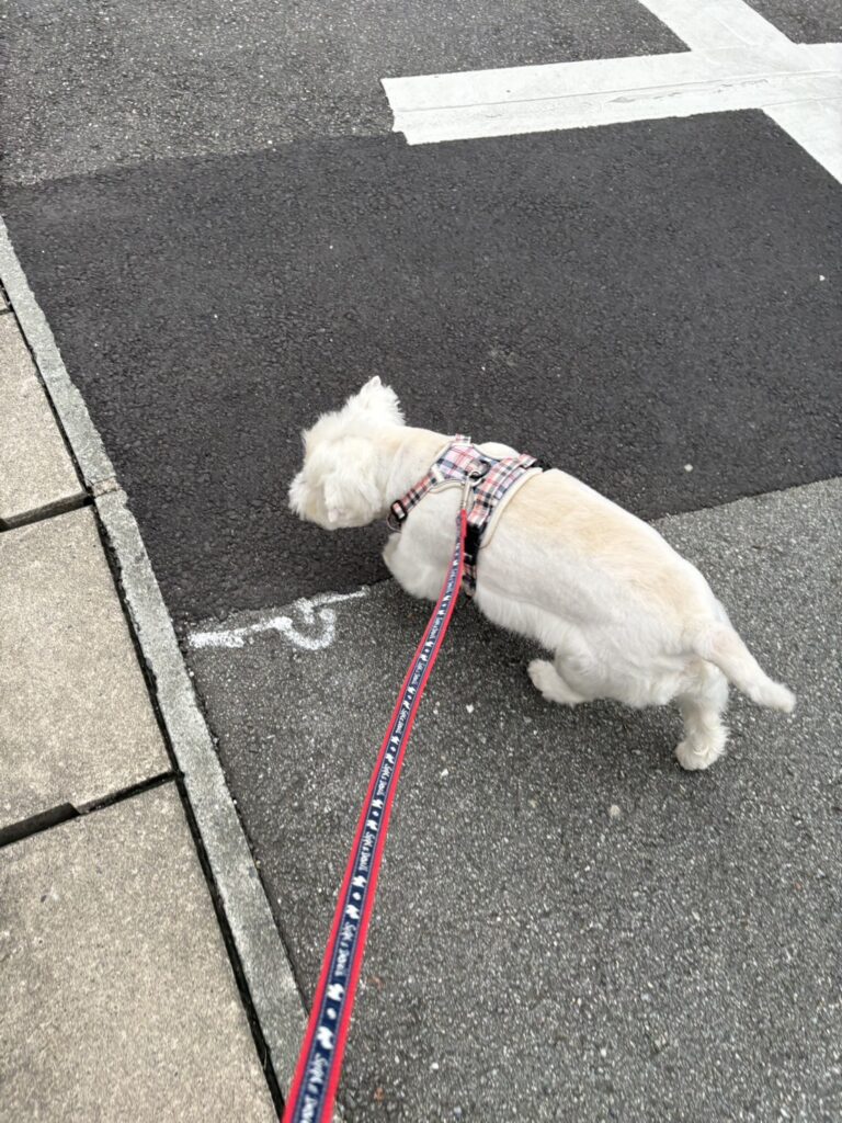 ミルちゃん