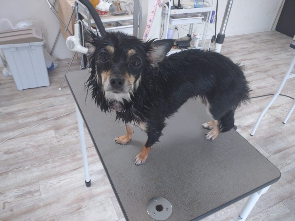 キキちゃん