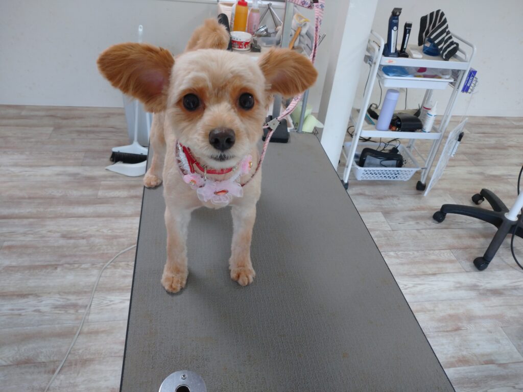 ふくちゃん
