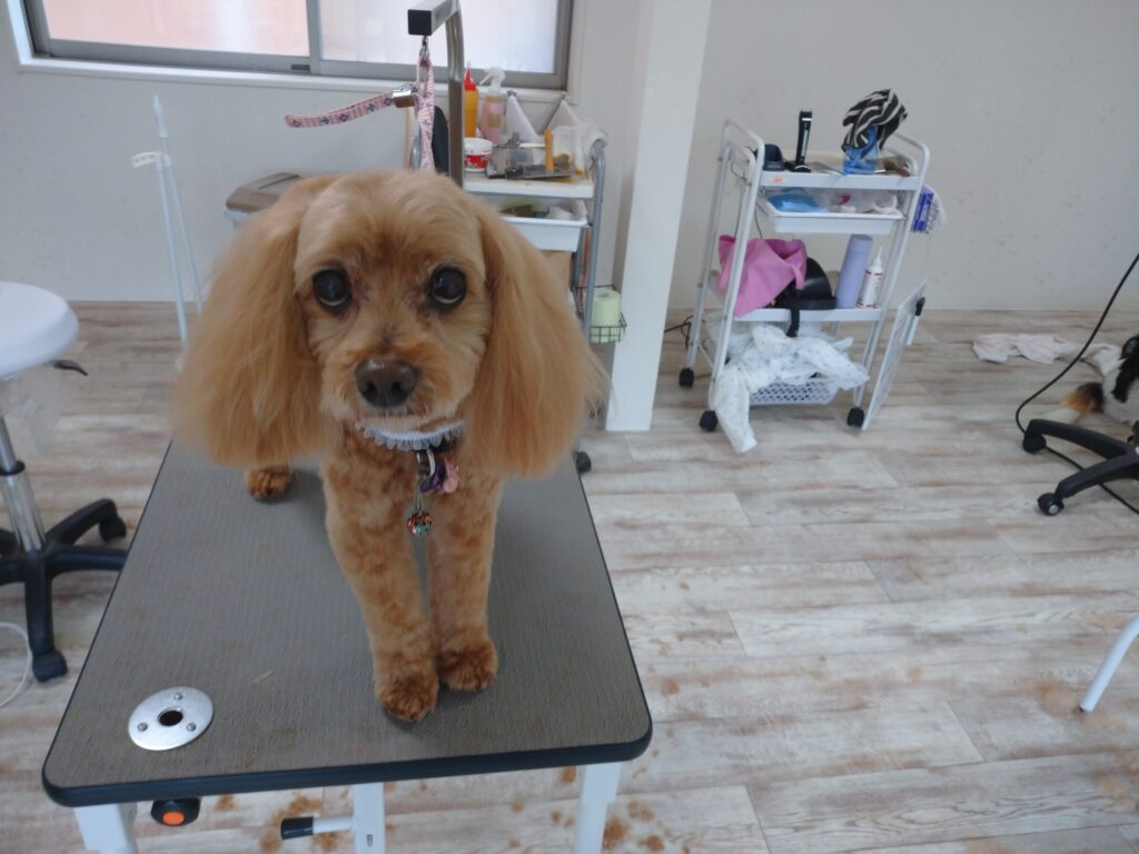 レオンちゃん