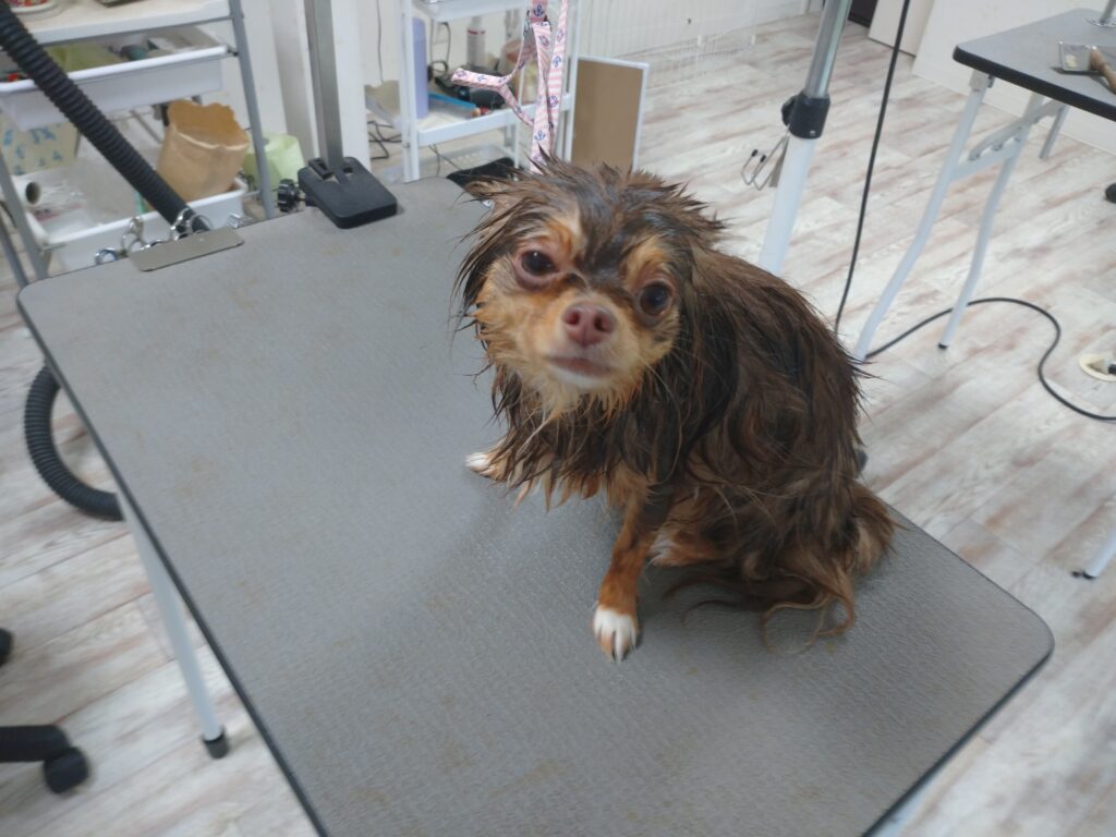 ショコラちゃん
