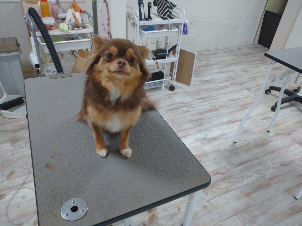 ショコラちゃん