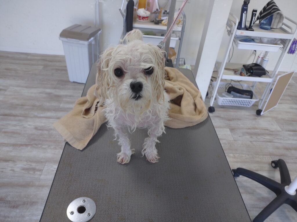 まるちゃん