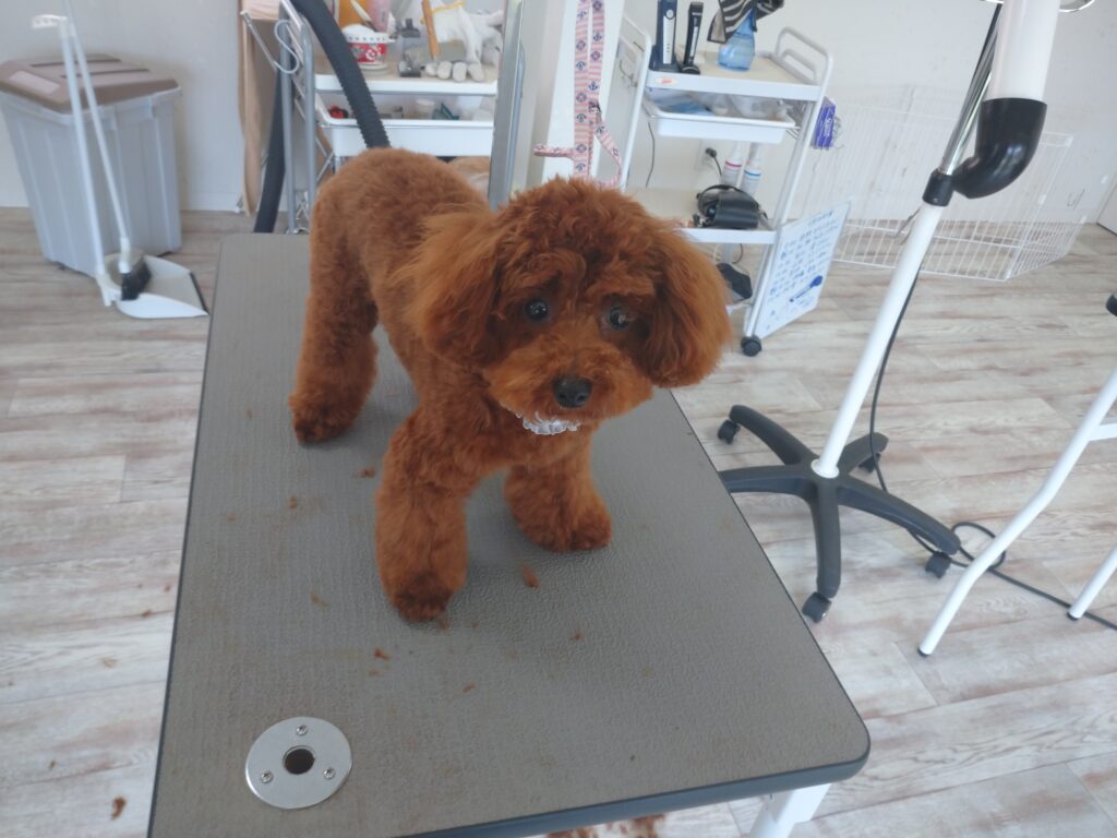 ラッキーちゃん