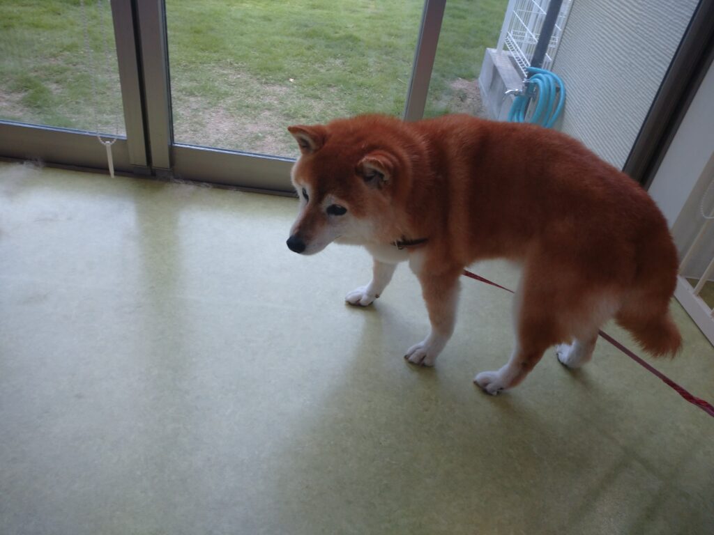 さくらちゃん