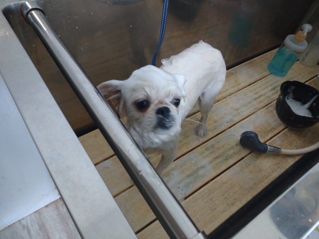 でんちゃん