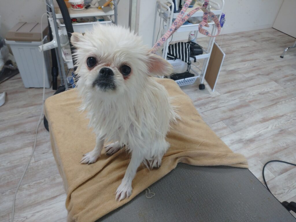 でんちゃん
