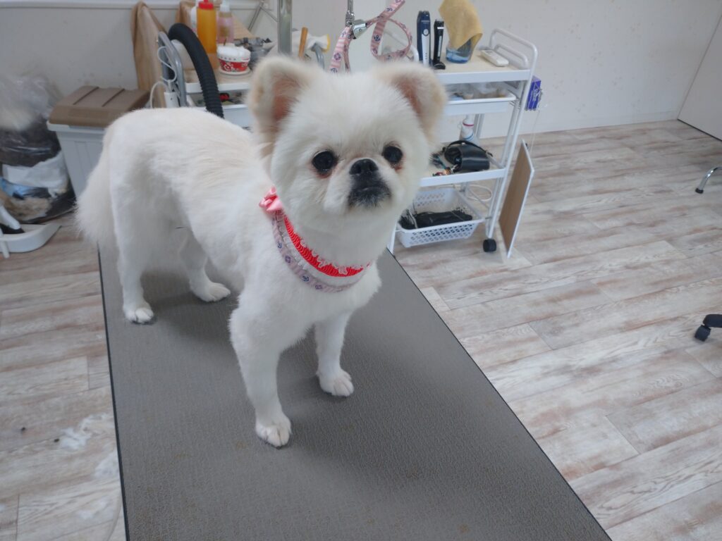 でんちゃん
