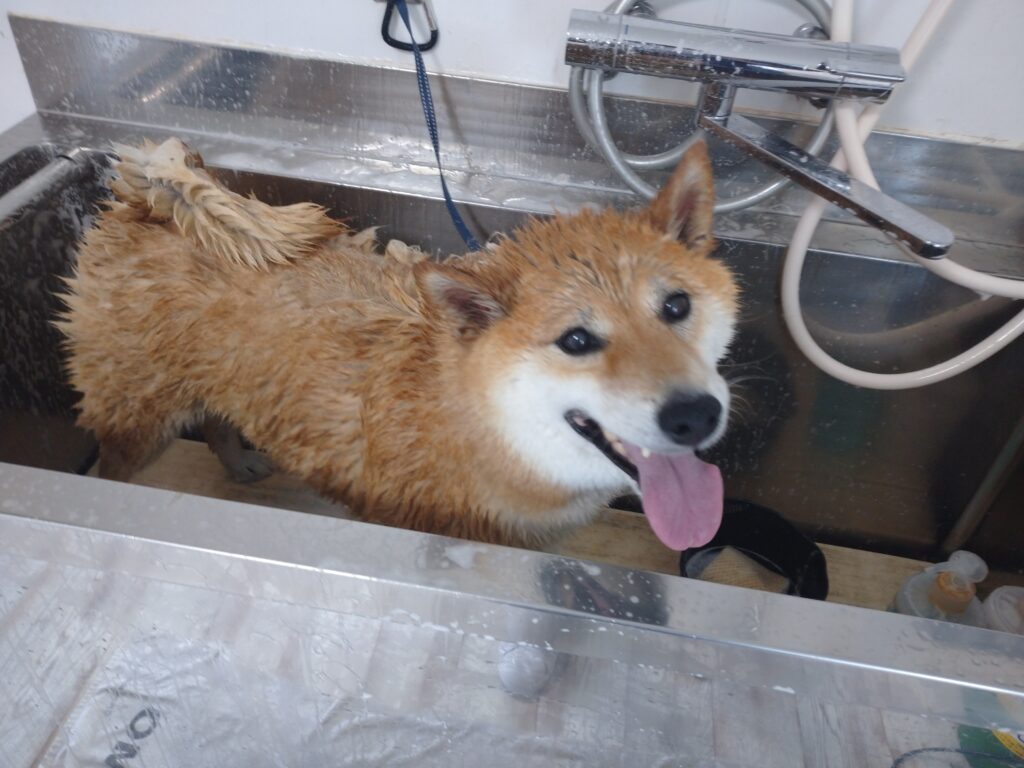 じゅうべぇちゃん