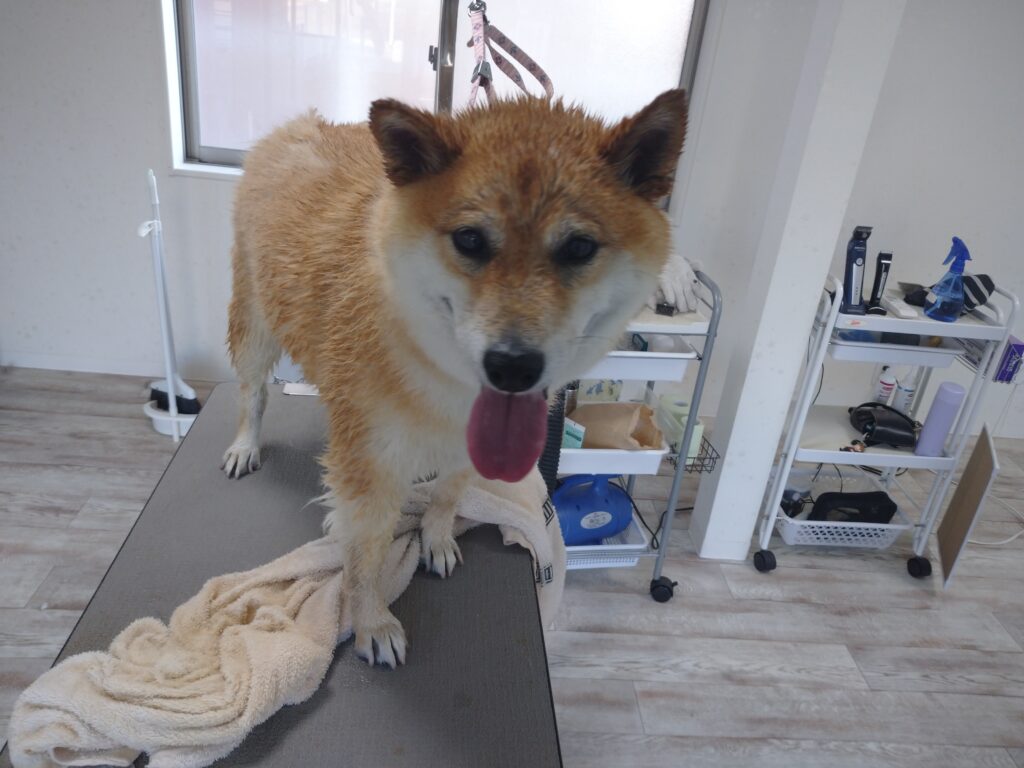 じゅうべぇちゃん