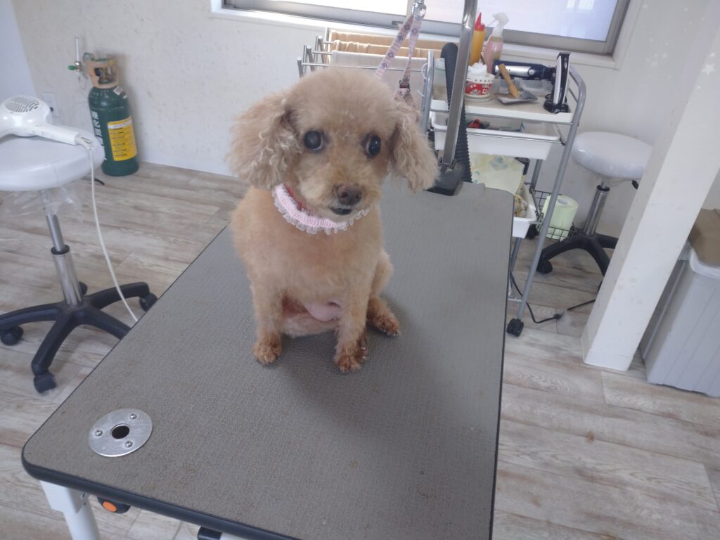 モコちゃん