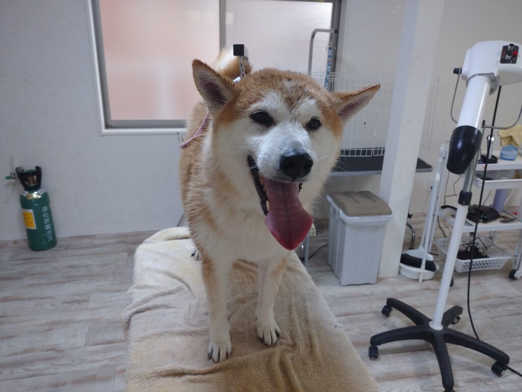 蘭丸ちゃん