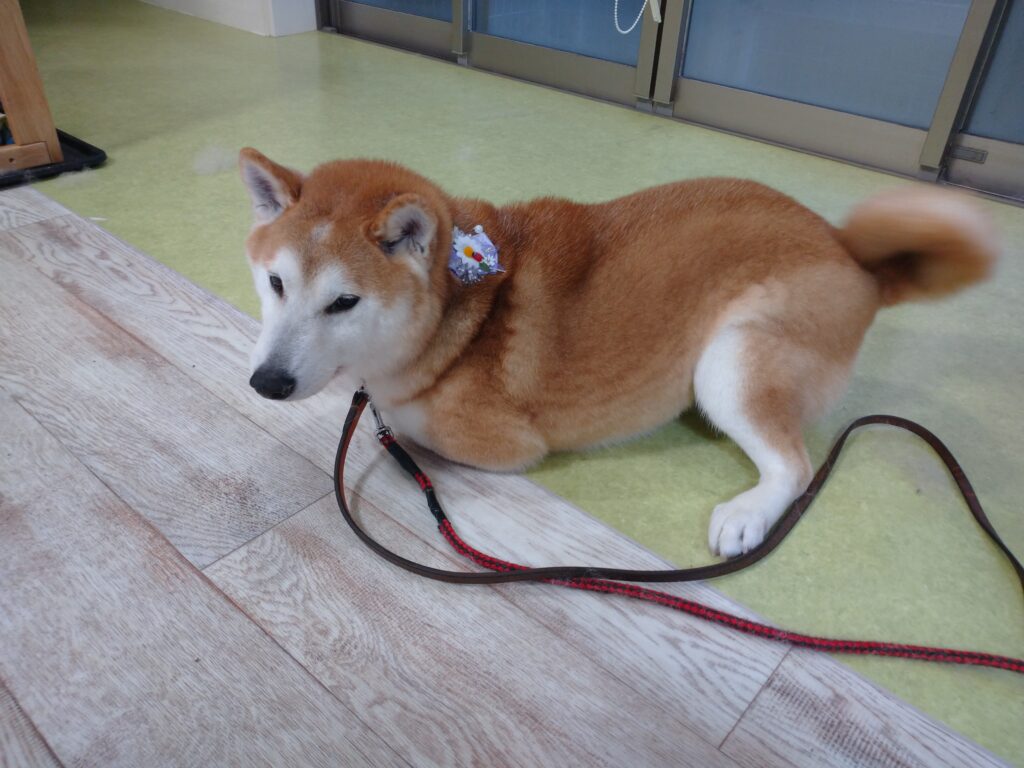 蘭丸ちゃん