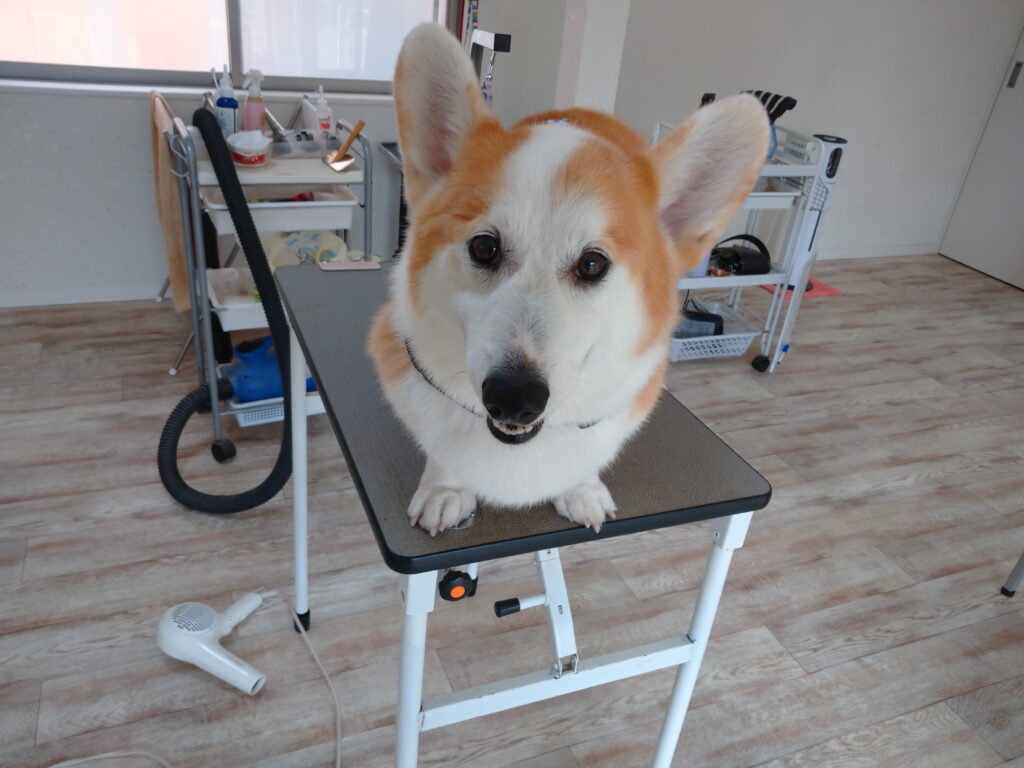 ランディちゃん