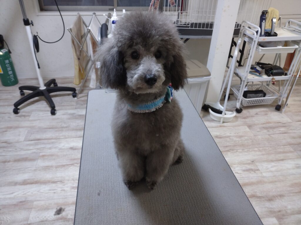ロイちゃん