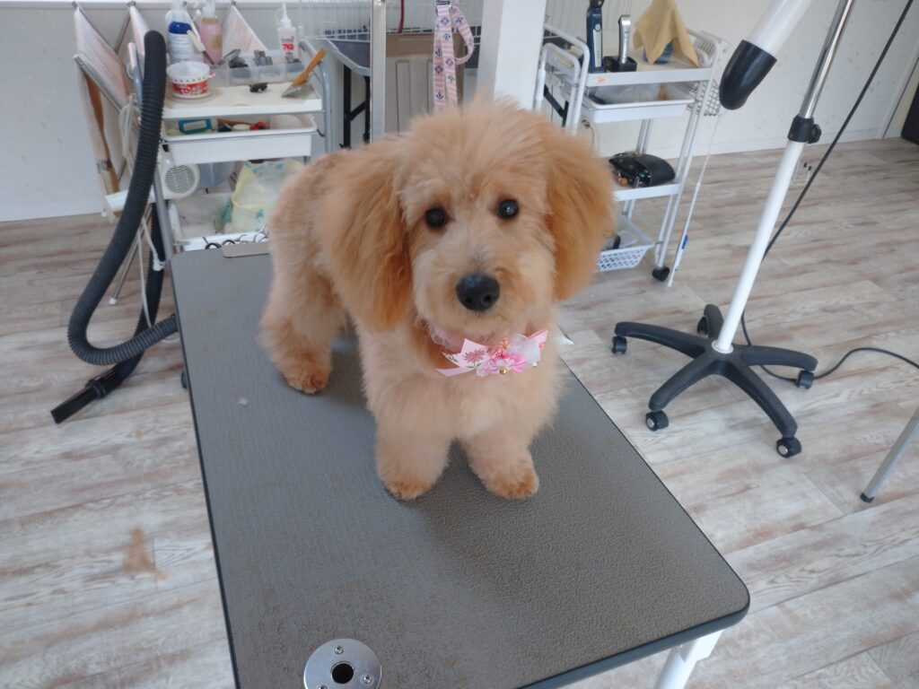 あずきちゃん