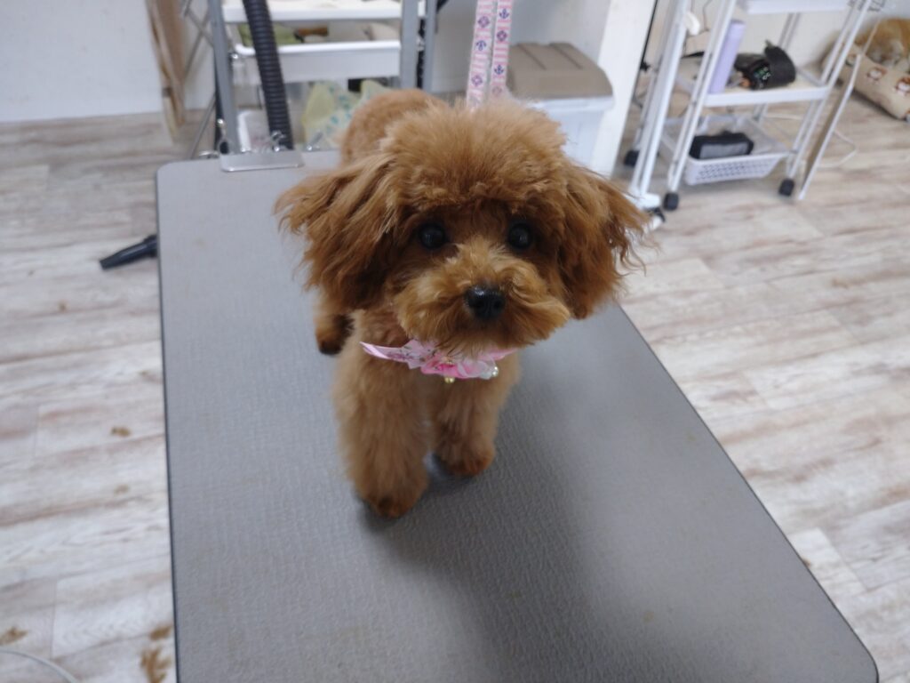 むぎちゃん