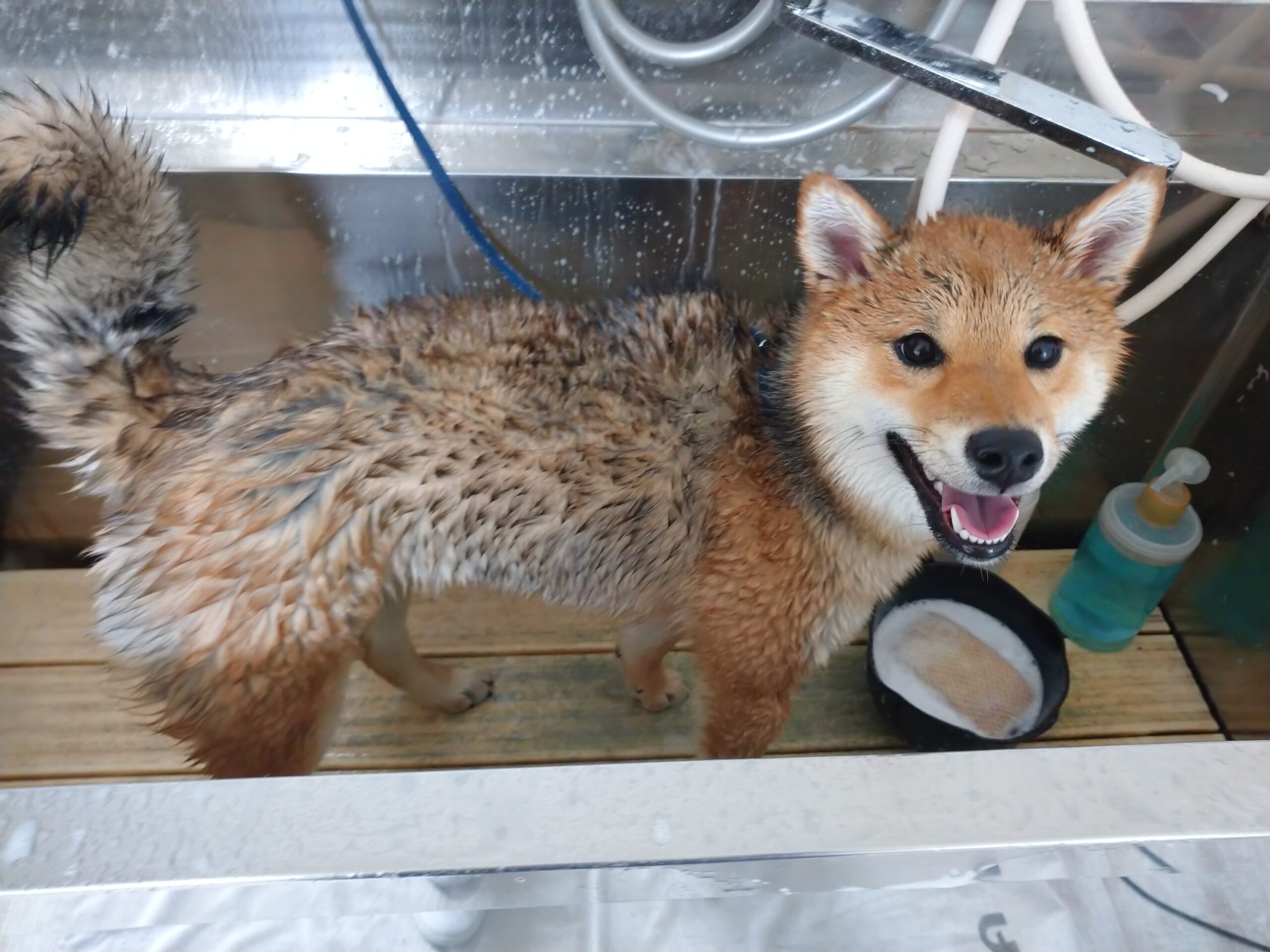 こはるちゃん