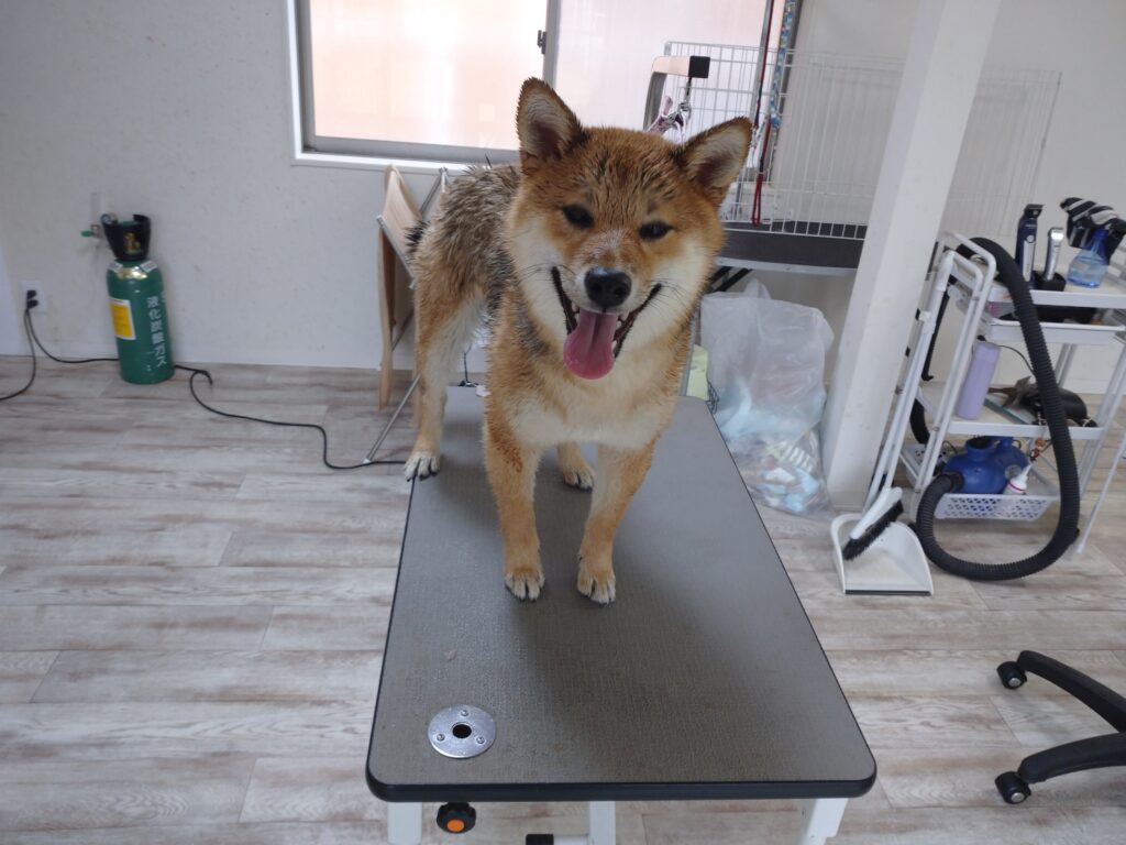 こはるちゃん