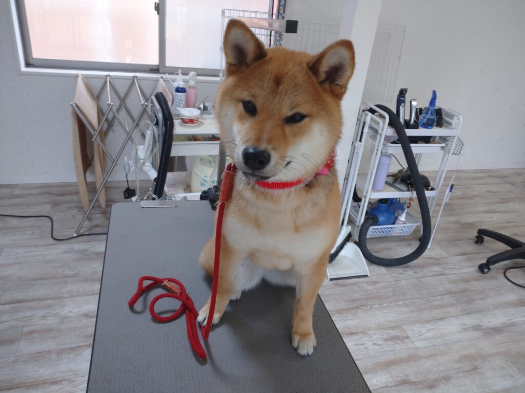 こはるちゃん