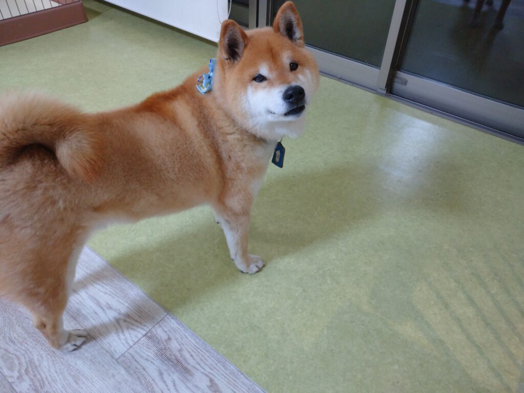 テンちゃん