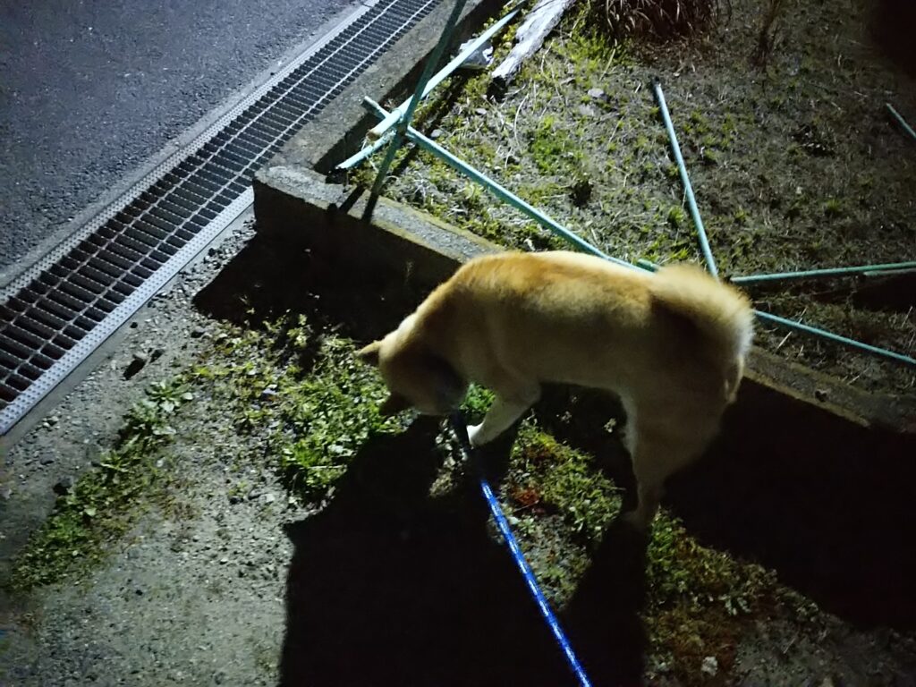 テンちゃん