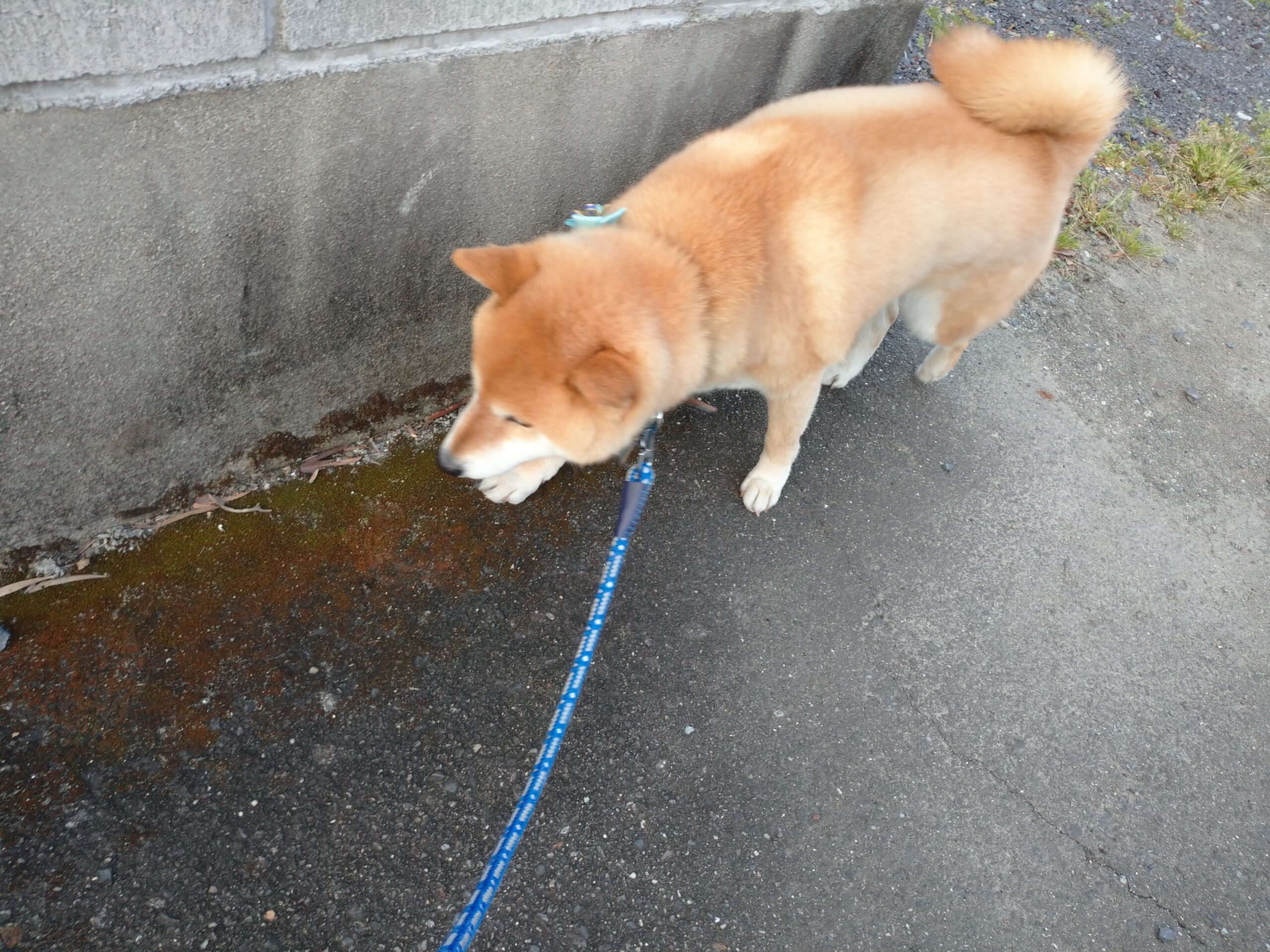 テンちゃん