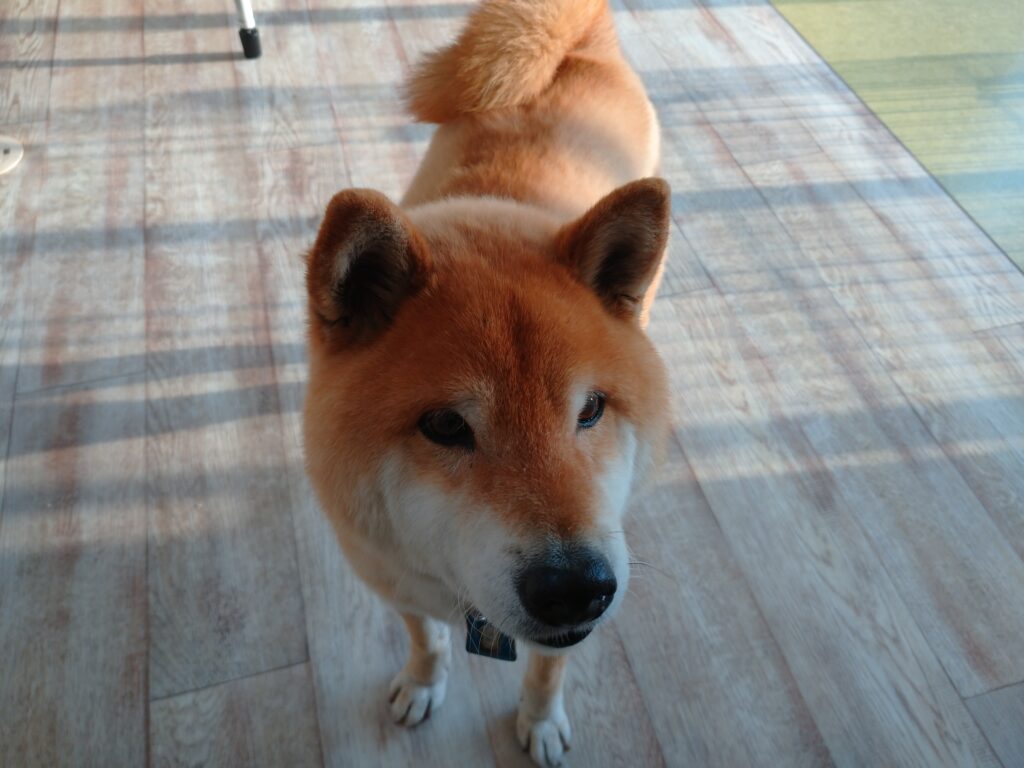 テンちゃん