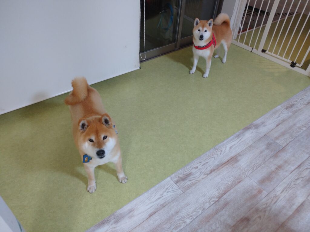 テンちゃん