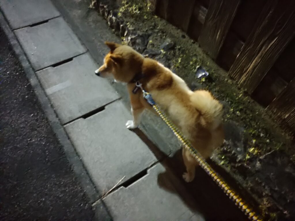 テンちゃん