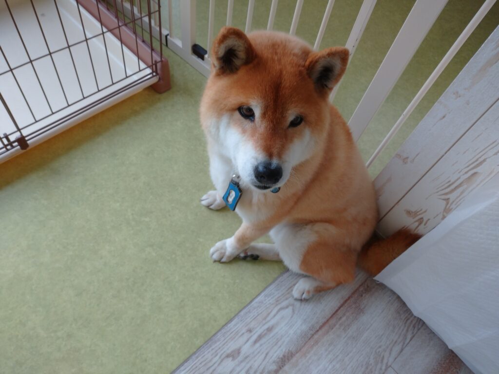テンちゃん
