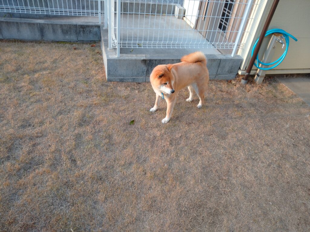 テンちゃん