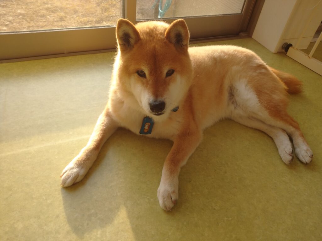 テンちゃん