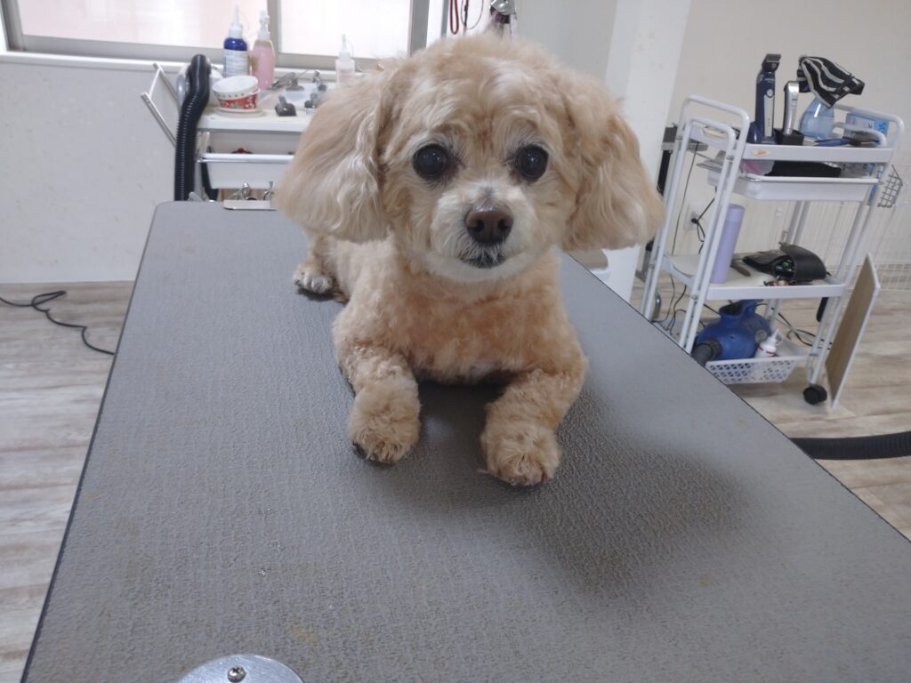 ダッフィーちゃん