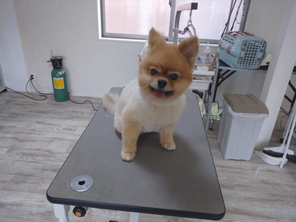 ポポちゃん