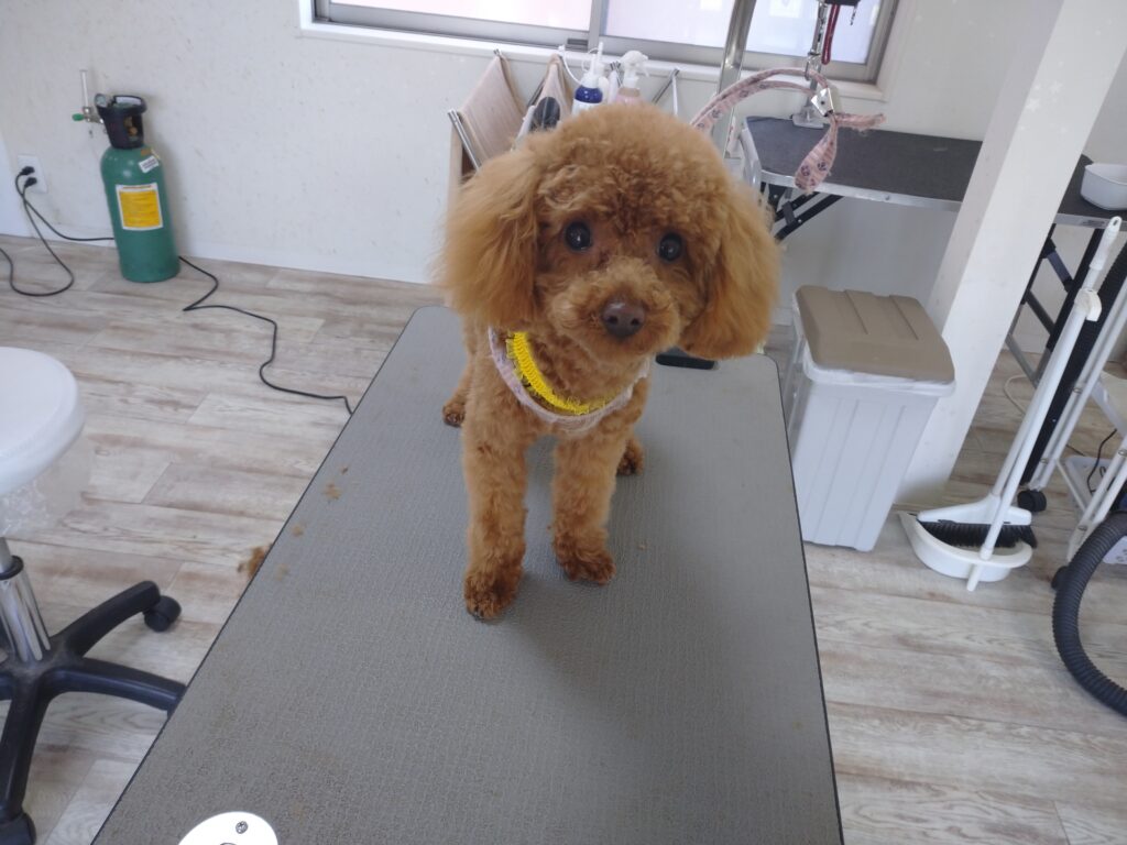神ちゃん