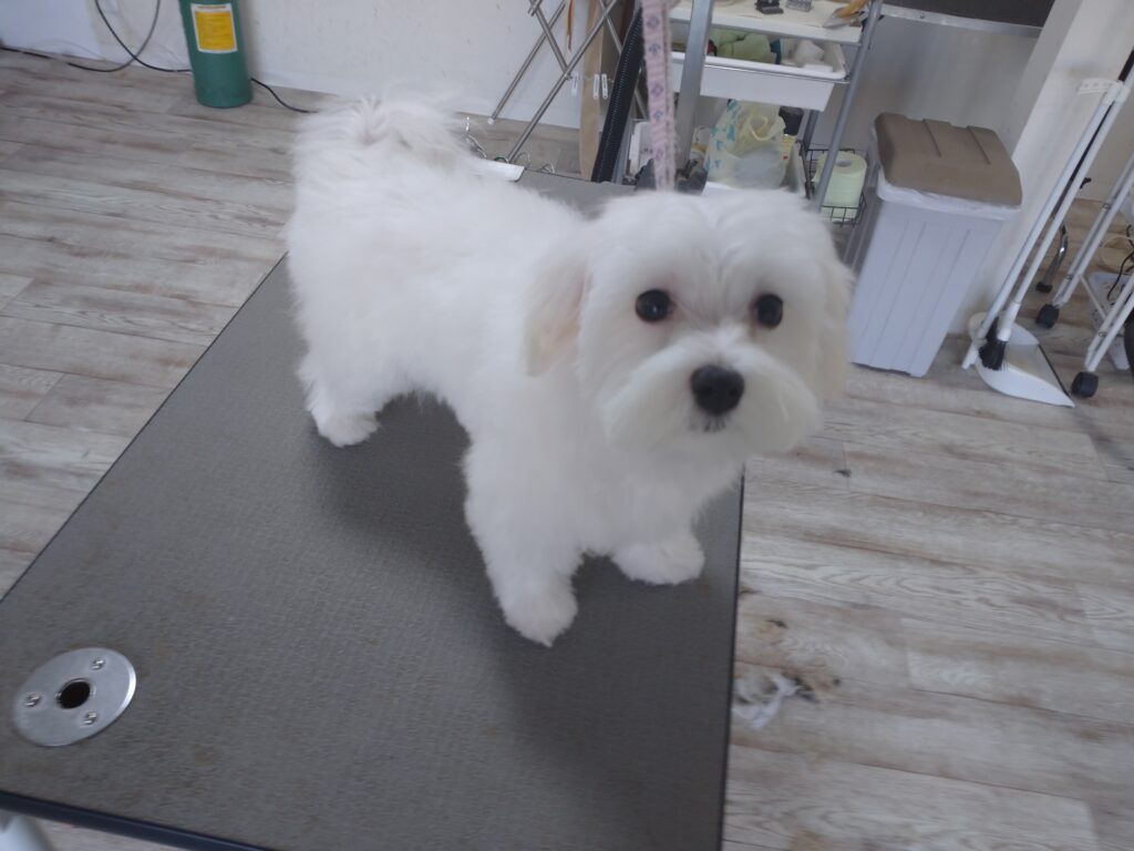 ハウちゃん