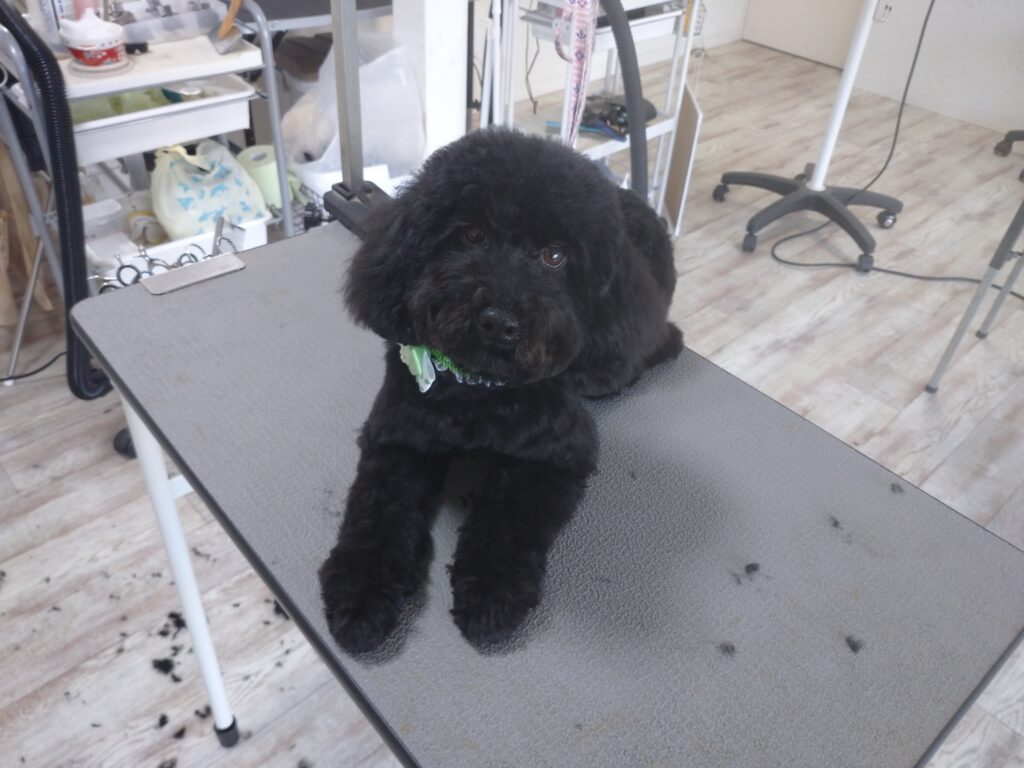 ノアちゃん