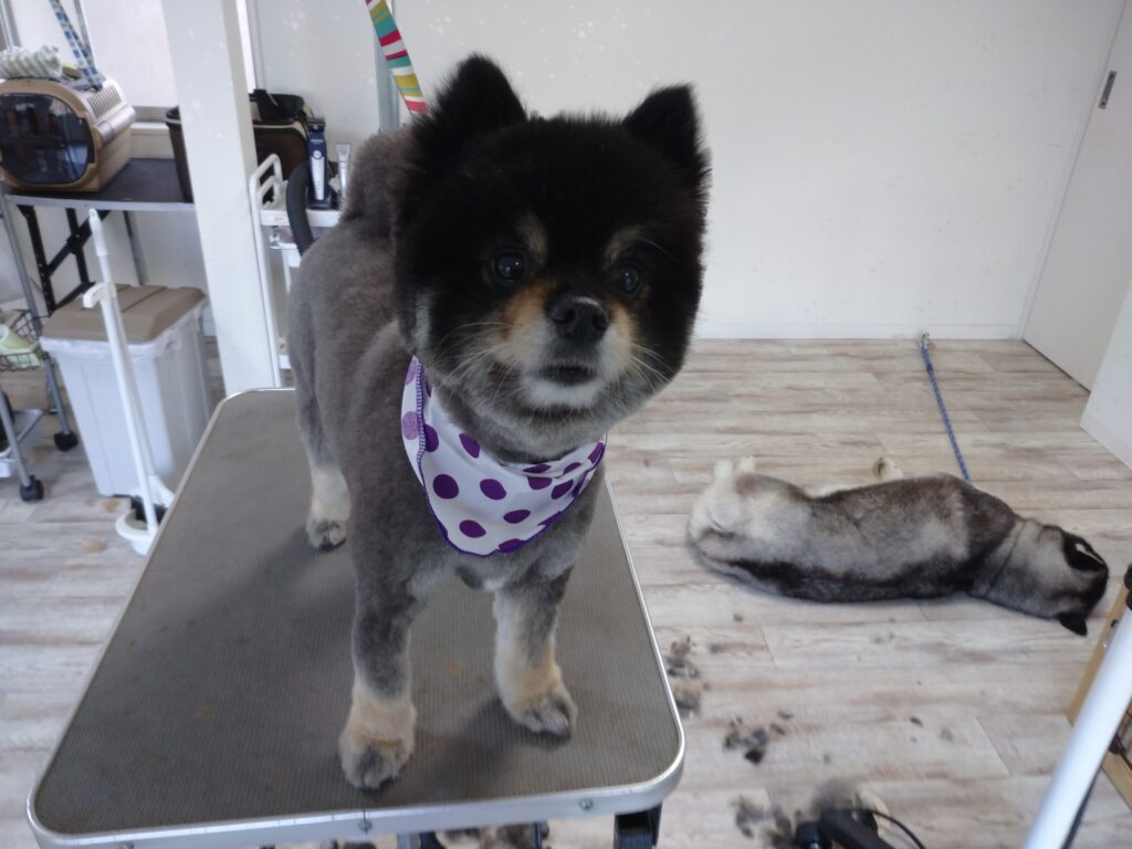 りおちゃん