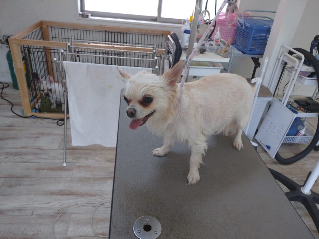 リーちゃん