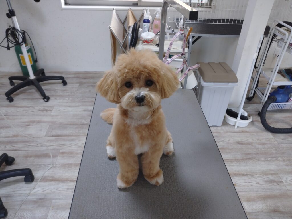 ほいすけちゃん