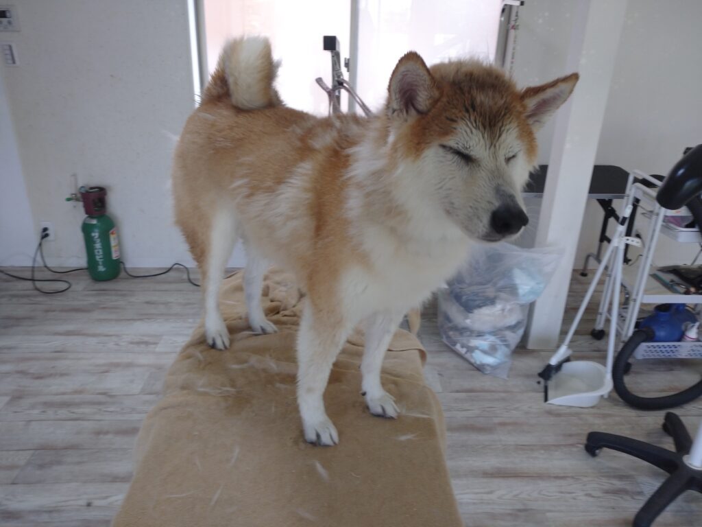 蘭丸ちゃん