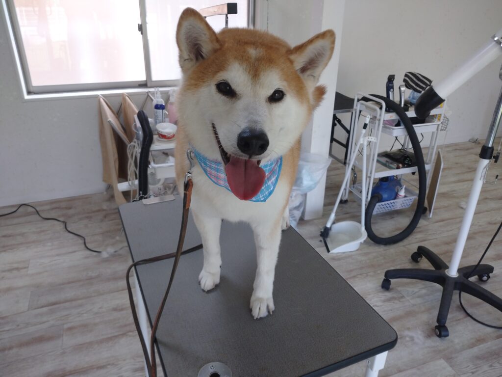 蘭丸ちゃん