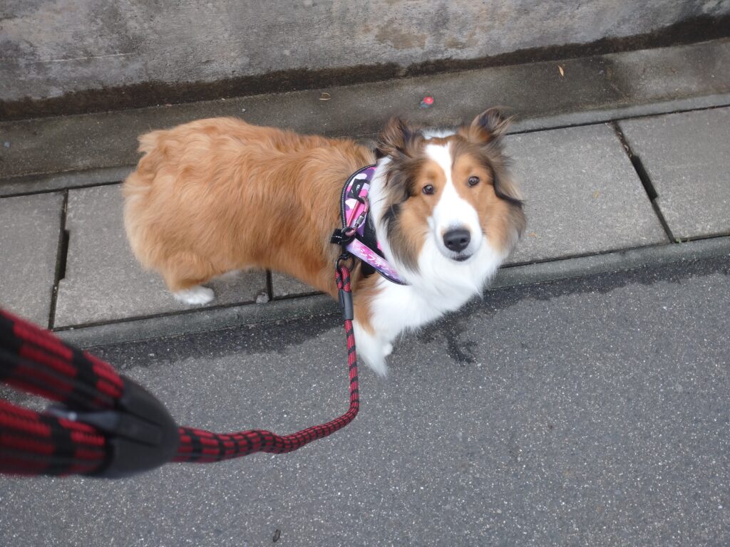 シフォンちゃん