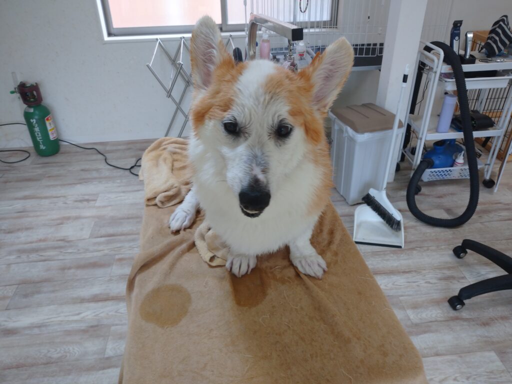 ランディちゃん