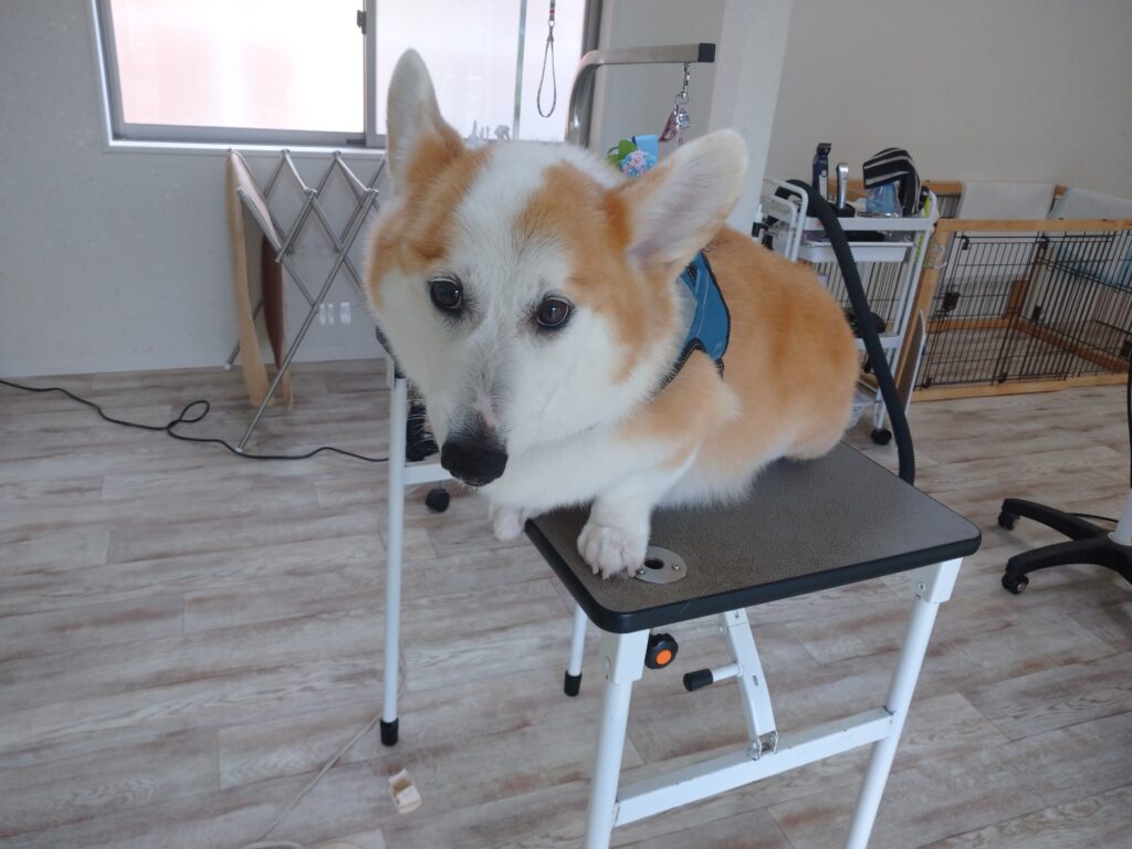 ランディちゃん