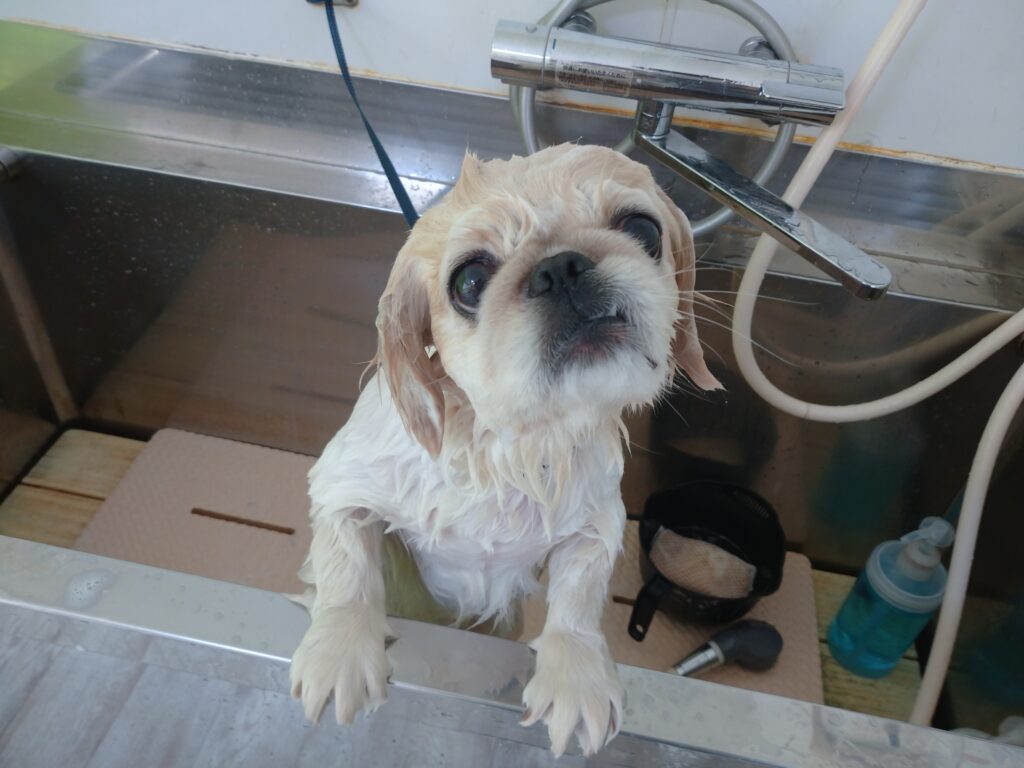 コジローちゃん