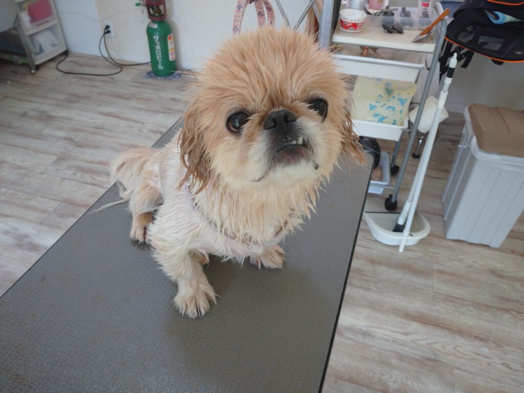 コジローちゃん