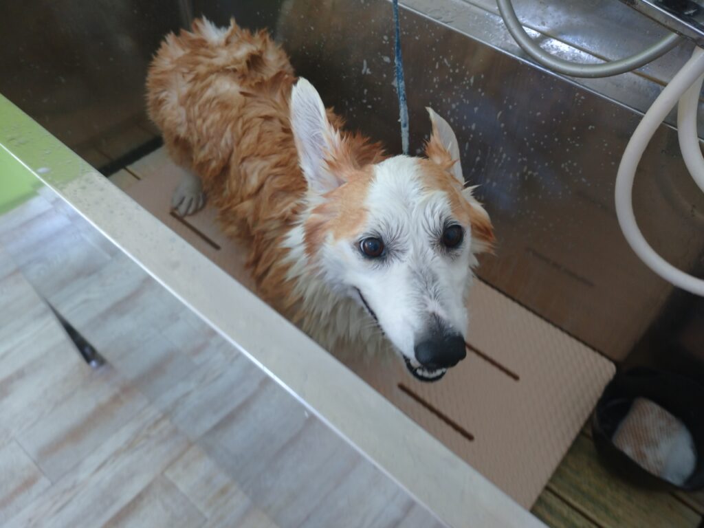 ランディちゃん